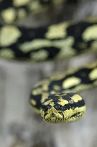 Brightly coloured Jungle Python