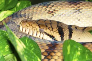 Bush python (Morelia amethistina) (Liasis amethistinus) (Python amethistinus)