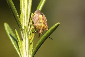 Shield Bug Photography Prints: Carpocoris fuscispinus (Carpocoris fuscispinus)