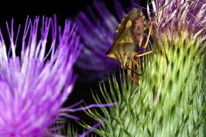 Shield Bug Insect Prints: Carpocoris fuscispinus, shield bug