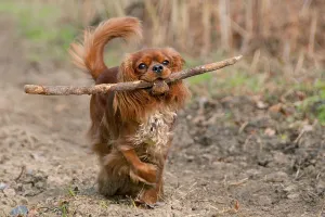 Purebred Canis Familiaris Prints: Cavalier King Charles Spaniel, ruby