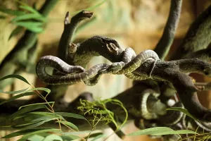 Taronga Zoo Sydney Prints: Centralian carpet python, taronga zoo