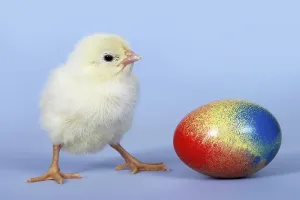 No People Studio Shots Prints: Chick and Easter egg