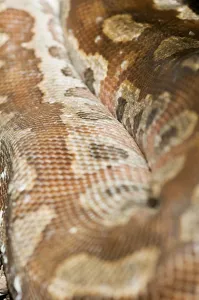 Colourful Wildlife Photography Prints: Close-up of a coiled coloured python (Python curtus) on the ground