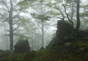 Cloud Forest Prints: Cloud forest with rocks and trees
