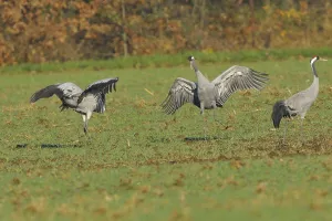 Eurasian Cranes Prints: Common crane (Grus grus)