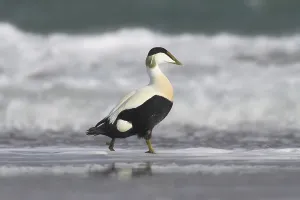 German Waterfowl Prints: Common eider