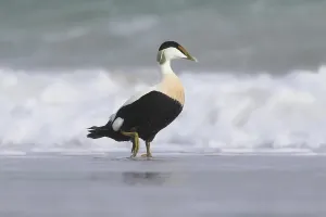 Schleswig Holstein Wildlife Images Prints: Common eider