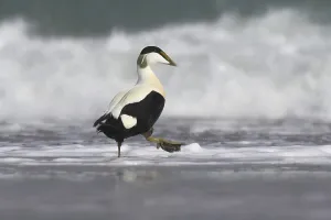 Central Europe Birdwatching Spots Prints: Common eider
