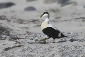 Wildlife Images Germany Prints: Common eider