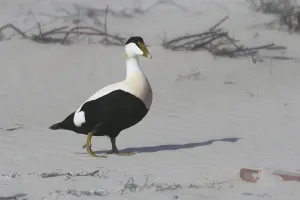 Anatinae Family Birds Prints: Common eider