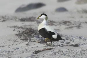 Anatidae Species Images Prints: Common eider