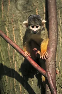 Tree Dwelling Monkey Prints: Common squirrel monkey (Saimiri sciureus)