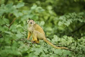 Common Squirrel Monkey Image Prints: Common squirrel monkey (Saimiri sciureus) in a tree