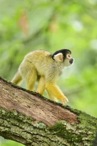 Common Squirrel Monkey Image Prints: Common squirrel monkey (Saimiri sciureus) in a tree