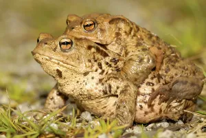 European Toad Images Prints: Common toad