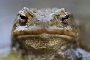 True Frog Prints: Common toad