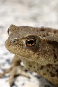 Natural Environments Photos Prints: Common toad