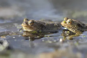 Toads In The Wild Prints: Common toad