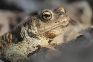 True Toad Images Prints: Common toad