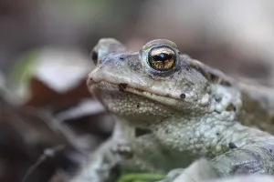 Bufo Bufo Species Prints: Common toad