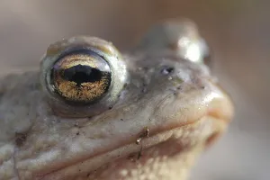 Natural Habitat Shots Prints: Common toad