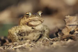 Amphibian Animal Prints: Common toad