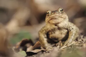 Batrachian Wildlife Prints: Common toad