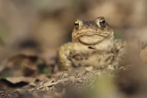 Bufo Bufo Species Prints: Common toad