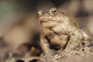 Bufo Bufo Species Prints: Common toad