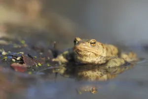 Wild Animal Photographs Prints: Common toad