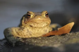 Natural Habitat Shots Prints: Common toad