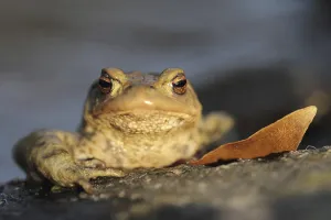Amphibian Animal Prints: Common toad