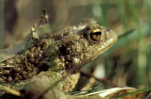 European Toad Images Prints: Common toad