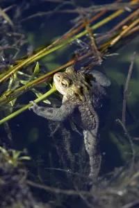 Amphibian Reproduction Prints: Common toad