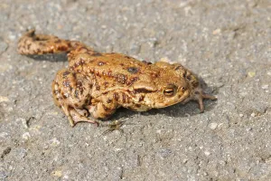 Bufo Bufo Reproduction Prints: Common toad (Bufo bufo)