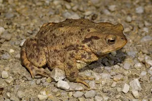 Wild Amphibian Prints: Common toad (Bufo bufo)