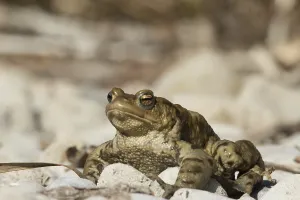 Batrachian Wildlife Prints: Common toad (Bufo bufo)