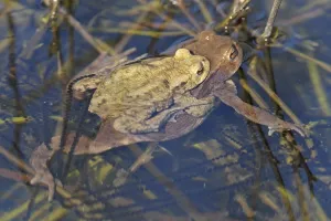 True Toads In Nature Prints: Common toad (Bufo bufo)