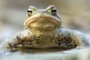 European Toad Habitat Prints: Common toad (Bufo bufo)
