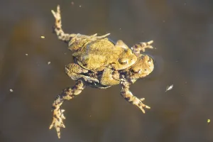Amphibian Mating Prints: Common toad (Bufo bufo)