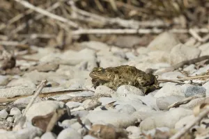 European Toad Habitat Prints: Common toad (Bufo bufo)