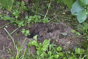 Amphibian Habitat Prints: Common toad (Bufo bufo)
