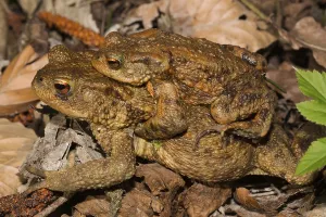 Batrachian Social Behavior Prints: Common toad (Bufo bufo)
