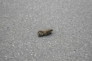 Amphibian Conservation Prints: Common Toad (bufo bufo)