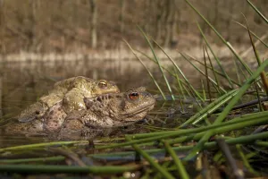 European Toad Mating Season Prints: Common toad (Bufo bufo), Mating