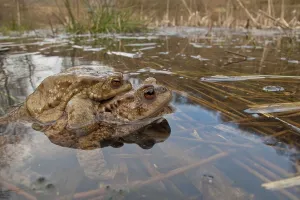 Bufo Bufo Reproduction Prints: Common toad (Bufo bufo), Mating