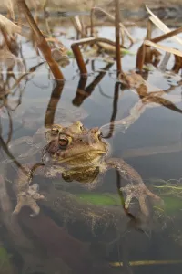Bufo Bufo Reproduction Prints: Common toad (Bufo bufo), Mating