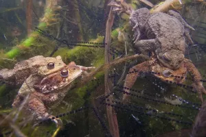Bufo Bufo Reproduction Prints: Common toad (Bufo bufo) Mating