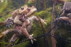 Common Toad Mating Prints: Common toad (Bufo bufo) Mating